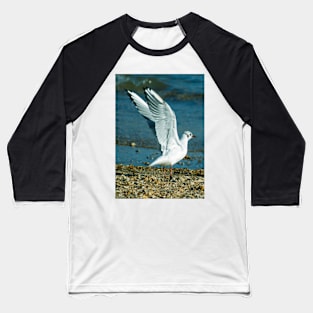 Seagull Spreads wings Baseball T-Shirt